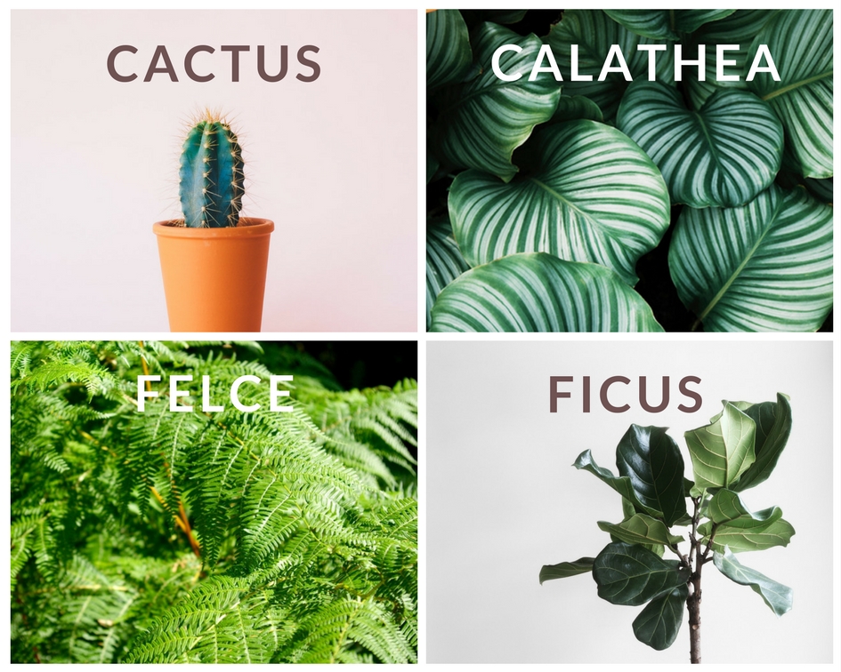  5  Cactus: di ogni varietà e forma, hanno spopolato in tantissimi profili IG. Facili ma non quanto le succulente ;) 6 Calathea: delicata ma di grande effetto è tra le mie preferite ;) Tra le più spettacolari la Calathea Iancifolia 7 Felci: di ogni genere, danno un tocco 