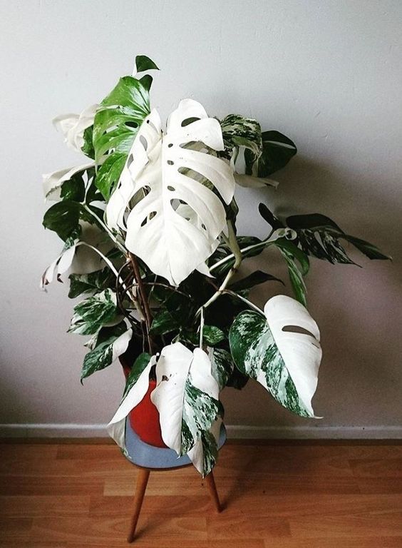  via Pinterest: MONSTERA 