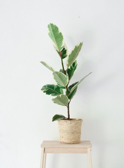  via Pinterest: FICUS 