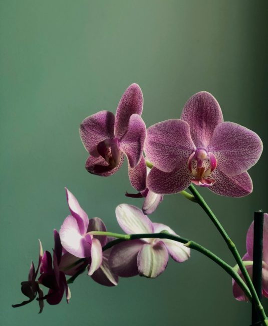orchidea phalenopsis