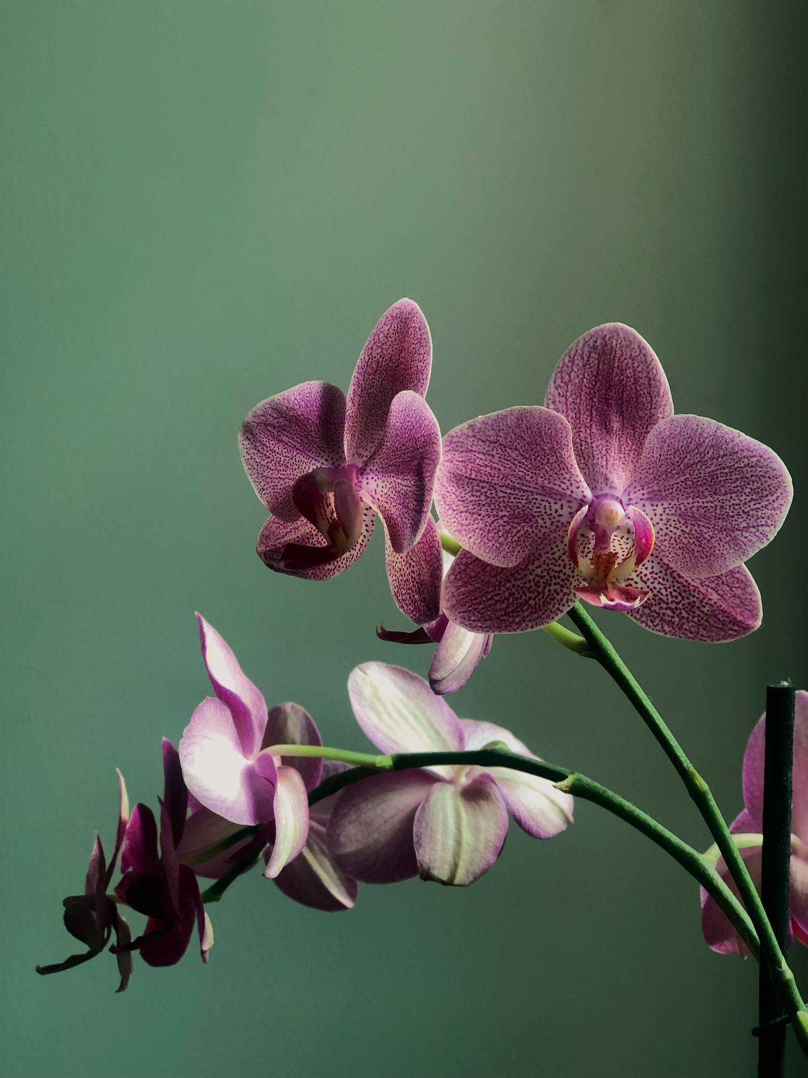 orchidea phalenopsis