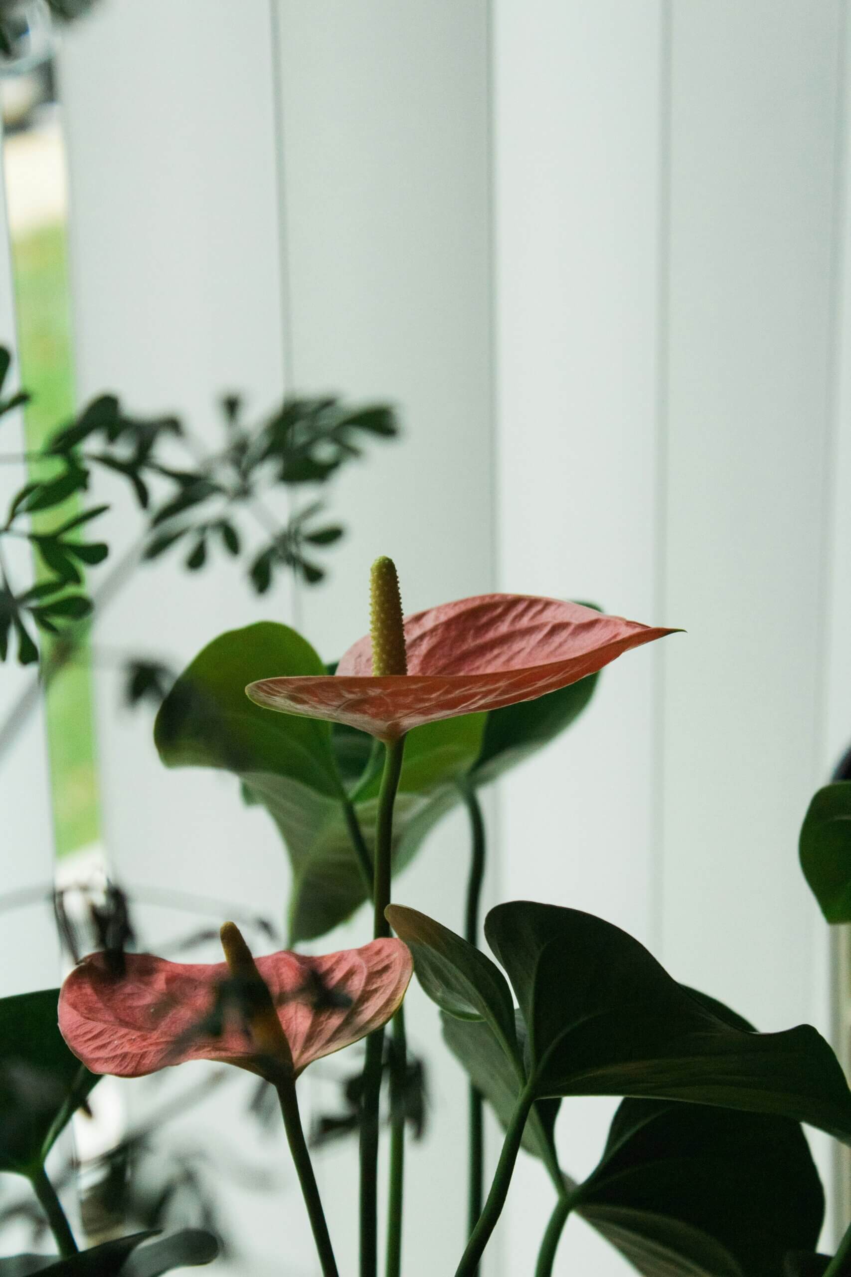 come prendersi cura dell'anthurium